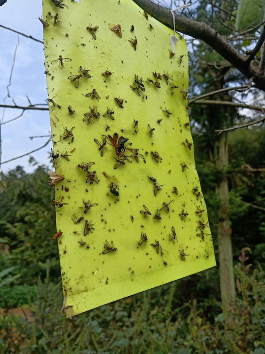 Yellow Sticky Traps for Insects-(Pack of 10) (CFT-17)